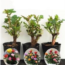 豆類種植 價格、圖片、品牌與種植指南